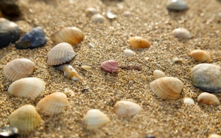 Shells - beach, shell, sand, summer