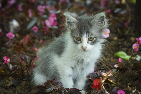 Cat - paws, face, pretty, cute, animals, beautiful, cat, sleeping, kitty, cats, kitten, hat, lovely, cat face