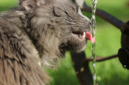 Cat - sleeping, cat face, hat, cat, kitty, animals, lovely, kitten, paws, face, pretty, cats, beautiful, cute