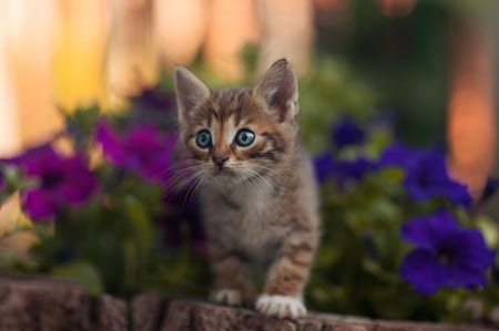 Cat - hat, pretty, cat face, beautiful, lovely, paws, cat, kitten, cute, cats, face, sleeping, animals, kitty