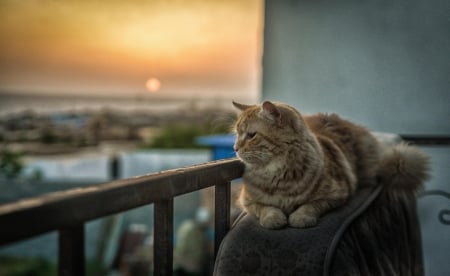 Cat - hat, pretty, cat face, beautiful, lovely, paws, cat, kitten, cute, cats, face, sleeping, animals, kitty