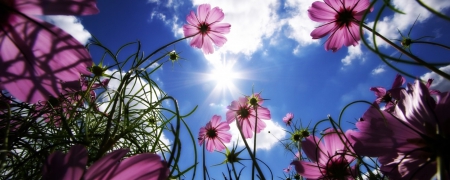 Look up - hd, nature, sky, up, flowers, look