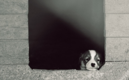 Waiting - white, animal, black, puppy, wood, dog