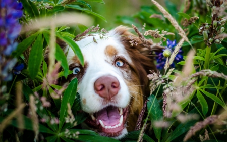 Hiding - dog, grass, flower, pink, happy, white, animal, border collie, green, cute, puppy, blue eyes