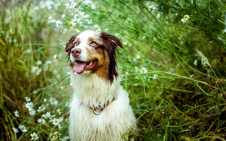 Looking for birds - flower, animal, cute, puppy, grass, white, border collie, dog, daisy, green