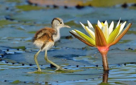 Baby bird - bird, lotus, water, yellow, blue, baby, lilly, cute, lake