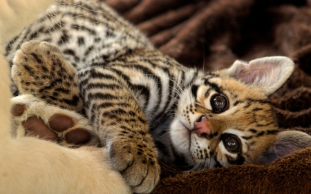 Kitten - animal, spot, kitten, cute, cat, stripes