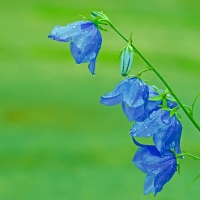 BEAUTIFUL BELLS