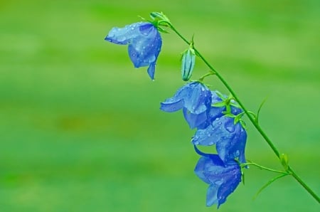 BEAUTIFUL BELLS - nature, bell, flowers, blue