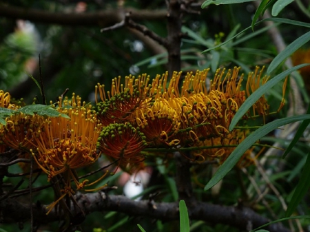 GREVILLEA ROBUSTA - flower, tree, gravillea, nature