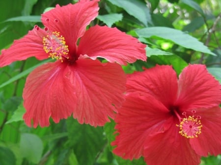 HIBISCUS FLOWERS - flowers, two, pink, hibiscus