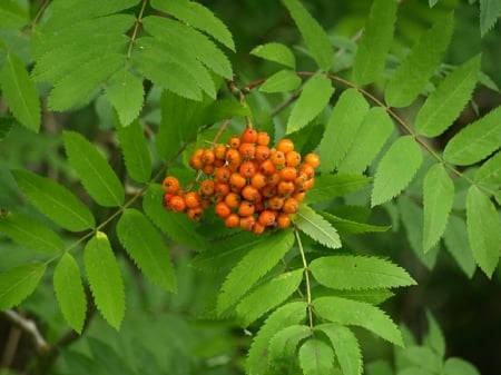 MOUNTAIN ASH BERRIES - berries, leaves, tree, green