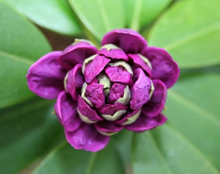 FLOWER BUD - flower, purple, nature, bud