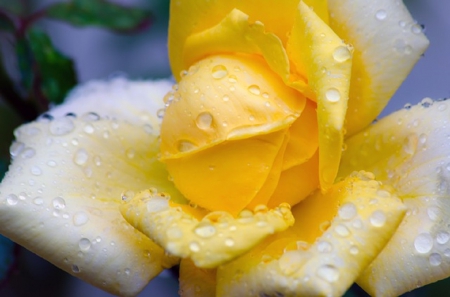 YELLOW ROSE - flower, yellow, rose, pretty