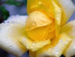 YELLOW ROSE