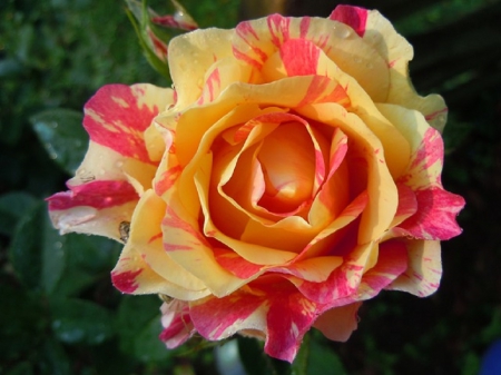 VERRIGATED ROSE - flower, yellow, pink, rose