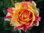 VERRIGATED ROSE