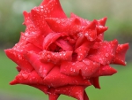 ROSE WITH RAINDROPS