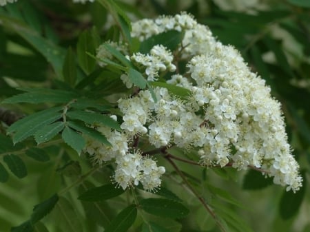 MAY FLOWERS - leaves, white, may, flowers