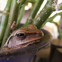 FROG IN FLOWER POT