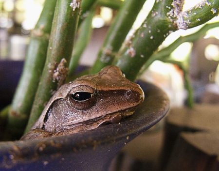 FROG IN FLOWER POT - frog, flower, pot, nature