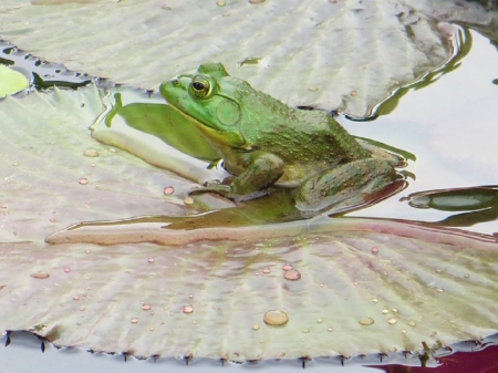 FROG ON LILY PAD - frog, pad, pond, lily