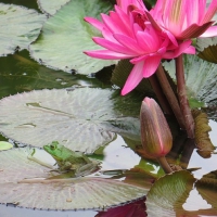 FROG IN POND