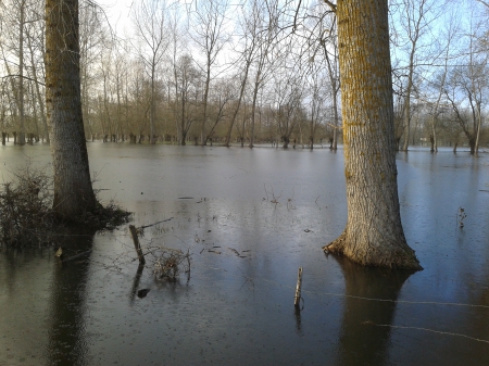 marais - nature, bm, france, marais, forests