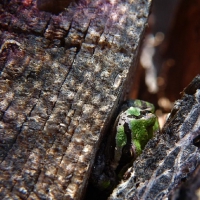 FROG HIDING