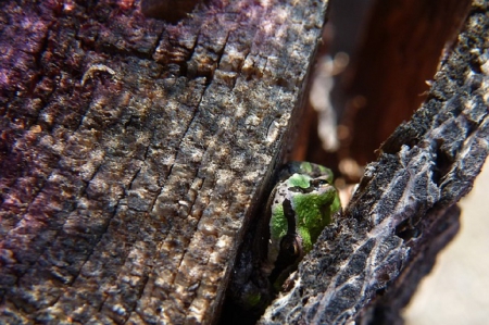 FROG HIDING - frog, hiding, tree, little