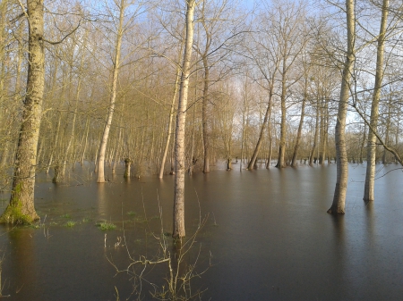 marais poitevin - forests, nature, marais, bm, france