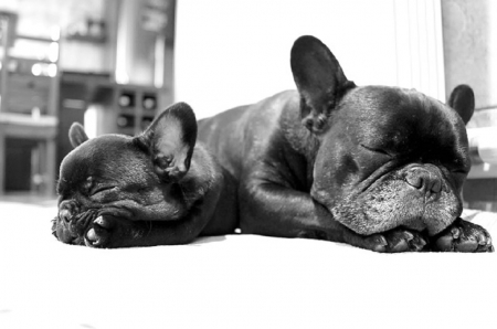 SLEEPING - two, dogs, black, sleeping