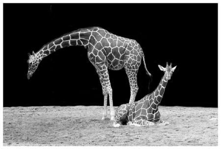 MOTHER AND BABY - MOTHER, GIRAFFES, ANIMALS, BABY