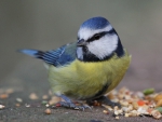 BLUE TIT FEEDING