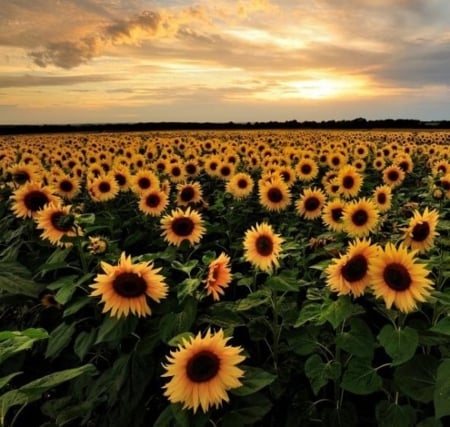 sunflowers field - clouds, field, sunflower, nature