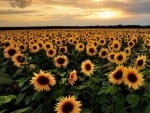 sunflowers field