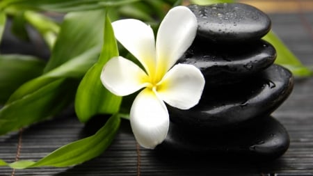 White Plumeria - Stone, Leaves, Flowers, Nature, Black, Photography, White, Abstract, Plumeria