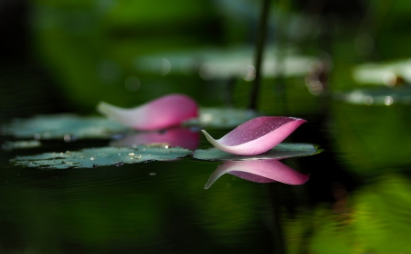 Lotus Petals - lake, water, nature, lotus, reflection, petals, splendor, flowers, drops