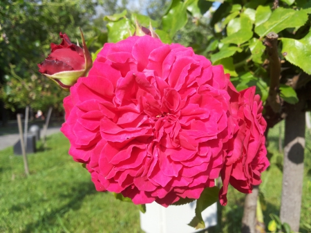 Stop and smell the roses - roses, romania, bucharest, flower, flowers, bucuresti, nature, green, rose, park