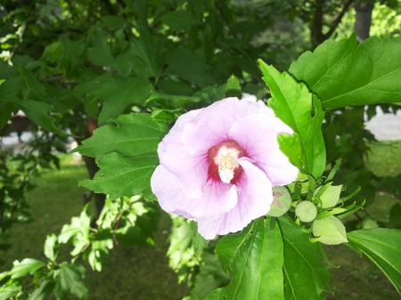 Stop and smell the flowers - nature, purple, romania, bucharest, bucuresti, park, green, flower