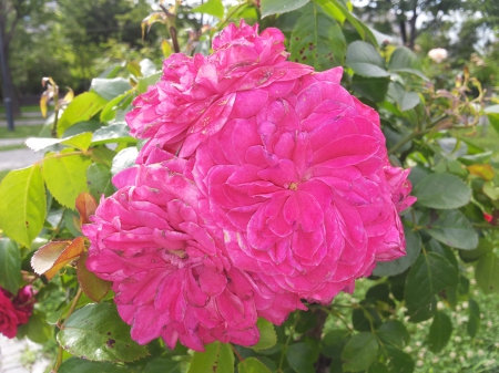 Stop and smell the roses - colourful, flower, bucuresti, rose, beautiful, nature, park, suave, red, fuchsia, delicate, pink, flowers, bucharest, garden, roses, romania, green