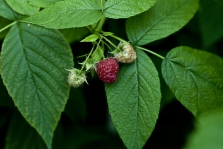 First raspberry - raspebrry, fruits, summer, sweet