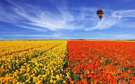 * Colorful field * - flowers, field, flower, nature