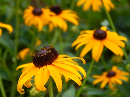 Wildflowers Macro Photography - nature, macro, yellow, wildflowers