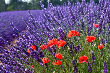 Lavender and Poppies - bokeh, flowers field, nature, splendor, flowers, purple flowers, poppies, lavender, poppy