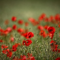 Poppies