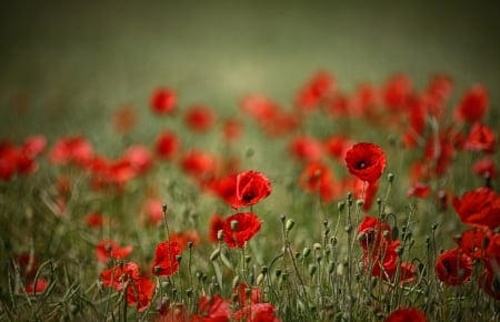 Poppies - nature, bokeh, splendor, poppies field, flowers, poppies, poppy