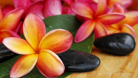 Plumeria(for Adelina) - Stone, Nature, Black, Flowers, Spa, Photography, Plumeria