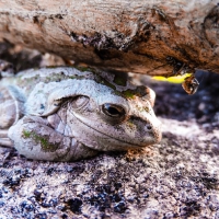 CUBAN TREE FROG