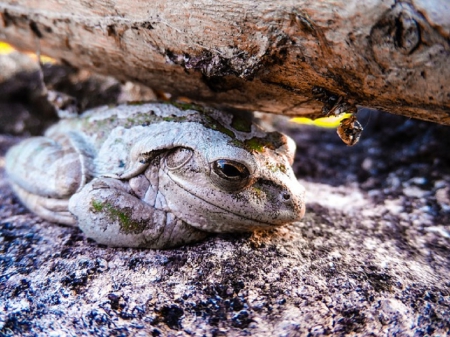 CUBAN TREE FROG - animal, cuban, tree, frog